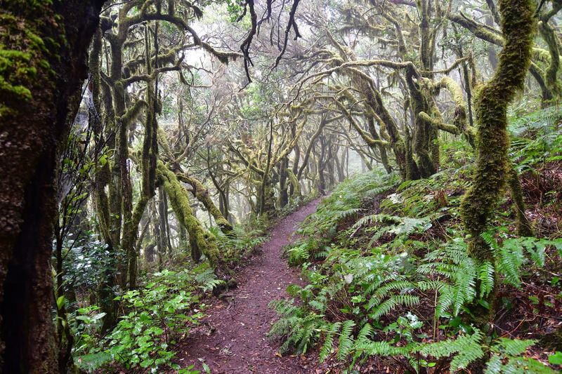Garajonay National Park, La Gomera