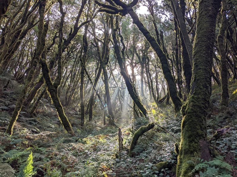 Garajonay National Park, San Sebastián de La Gomera, Canary Islands, Spain