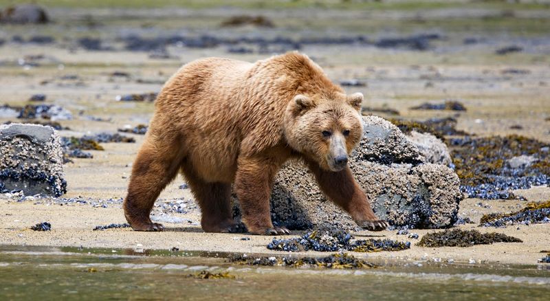 Geographic Harbor, Katmai National Park, Alaska, USA Geographic Harbor, Katmai National Park, Alaska, USA