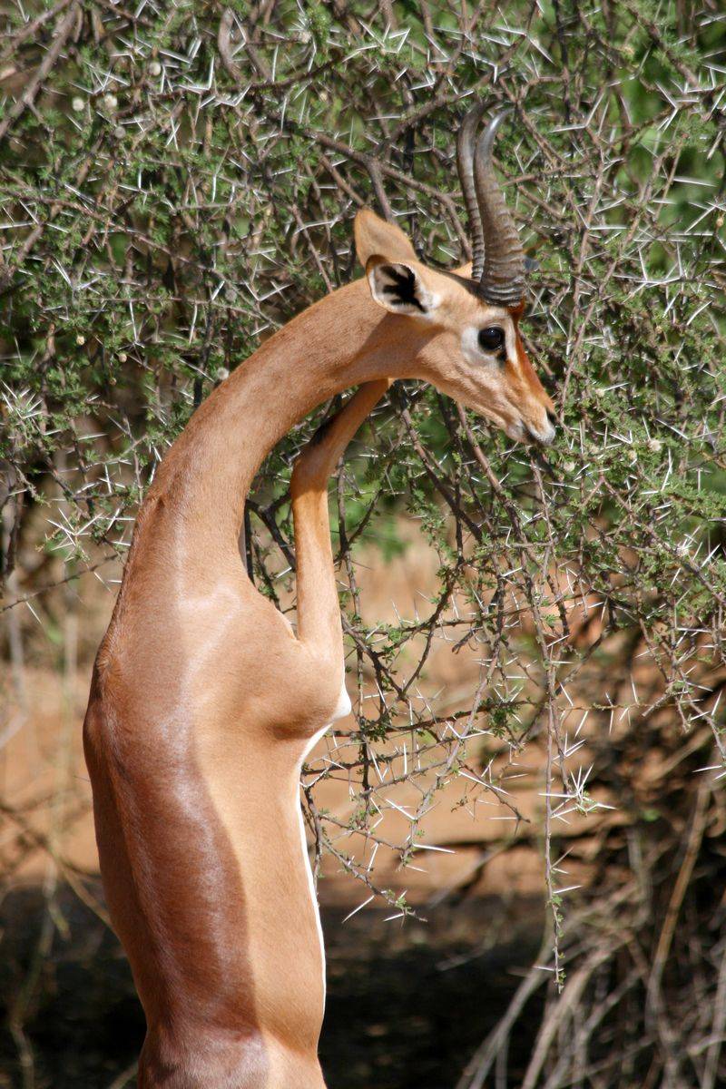 Gerenuk Gerenuk