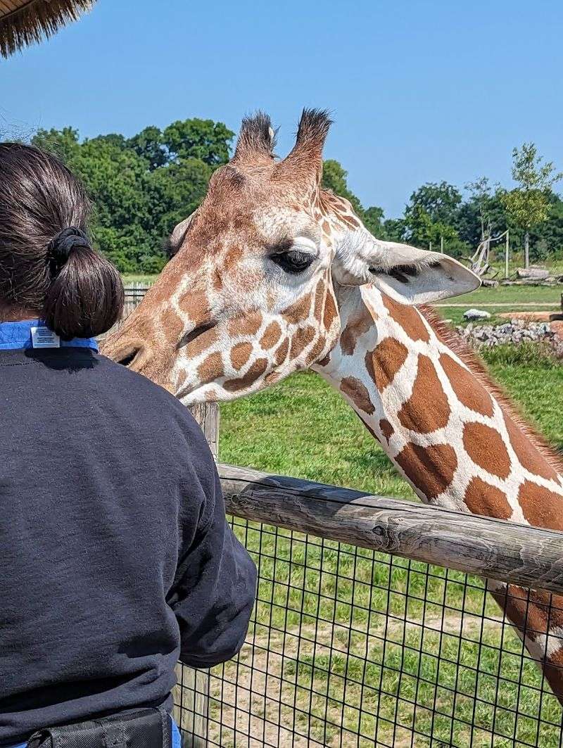 Giraffes Up Close and Very Personal Giraffes Up Close and Very Personal
