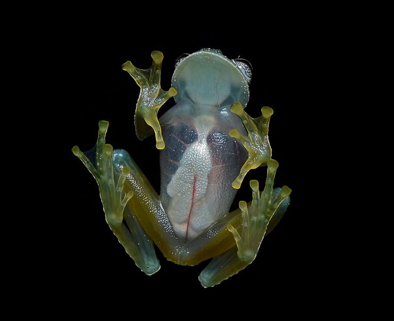 Glass Frog Glass Frog