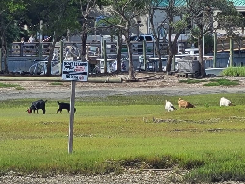 Goat Island: The Unexpected Neighbor