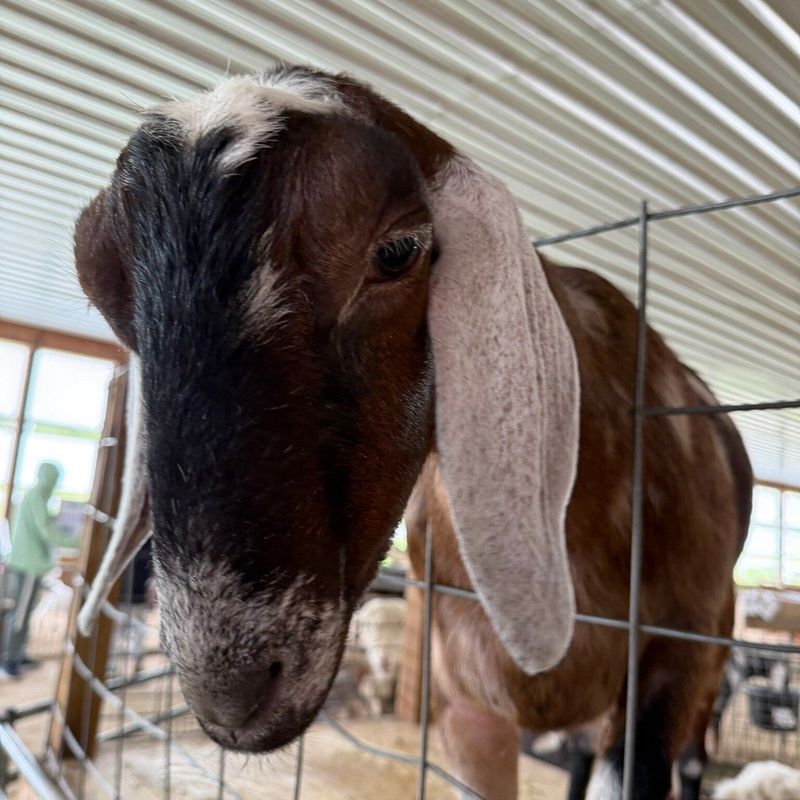Goats on the Roof and Other Surprises Goats on the Roof and Other Surprises