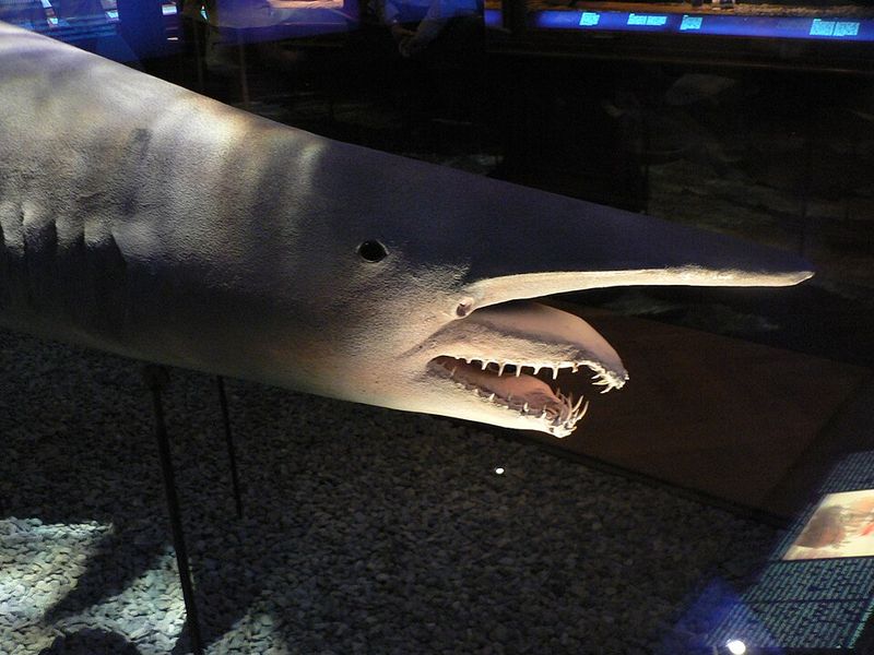 Goblin Shark Goblin Shark