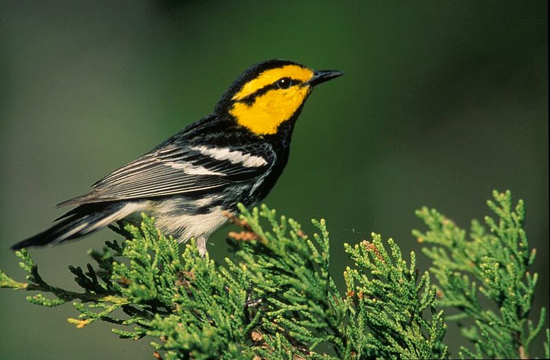 Golden-cheeked Warbler (United States)