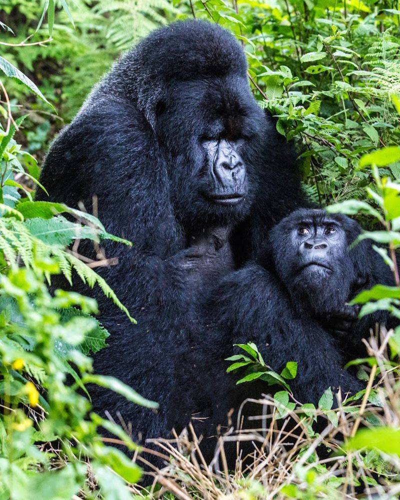 Gorilla Trek Through Bwindi Impenetrable National Park in Uganda