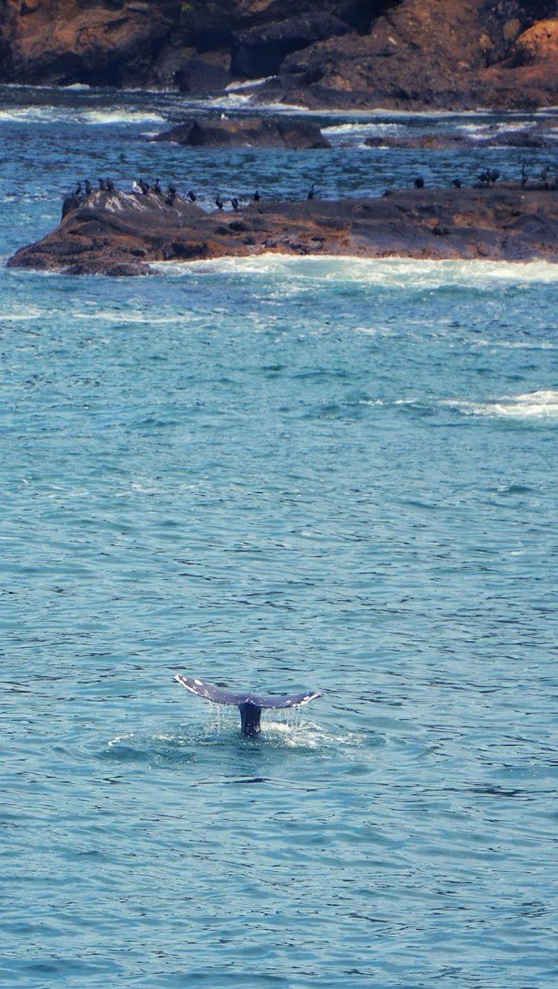 Gray Whale Sightings and Wildlife