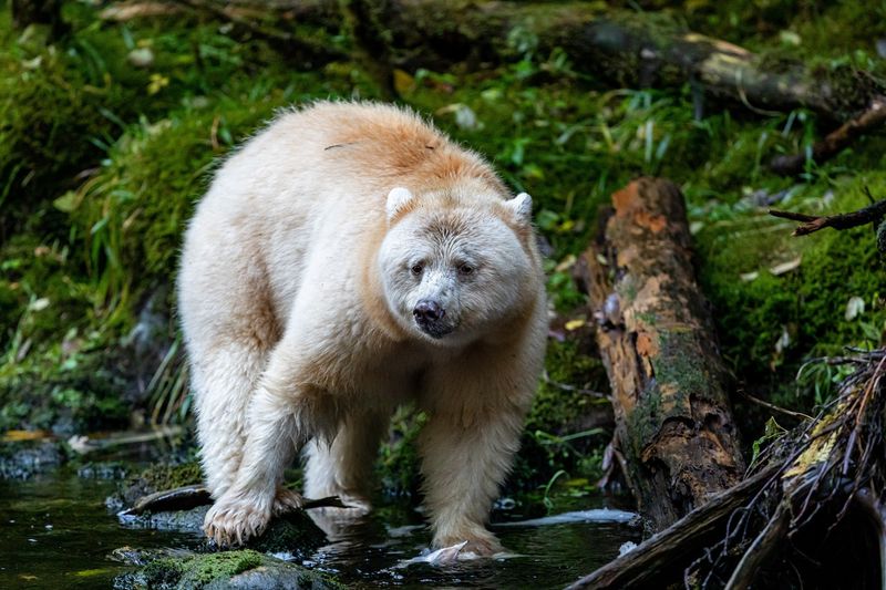Great Bear Rainforest, British Columbia, Canada Great Bear Rainforest, British Columbia, Canada