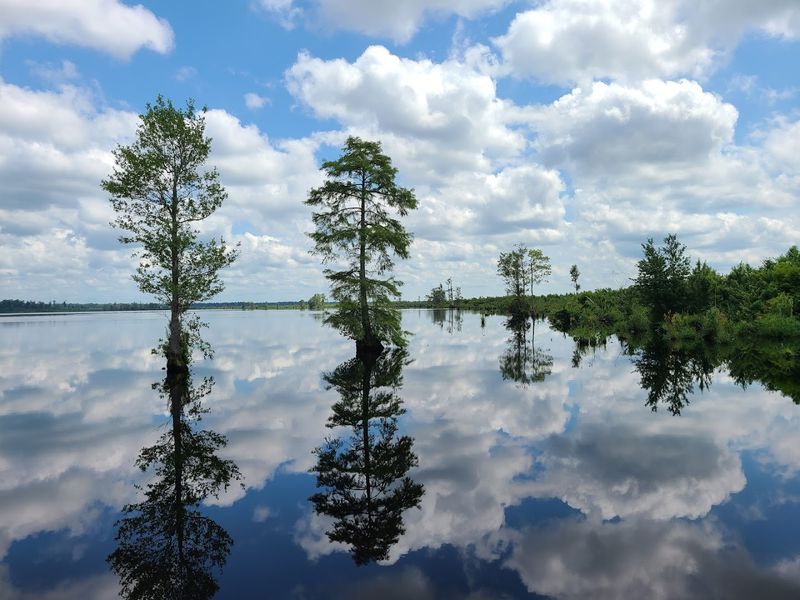 Great Dismal Swamp National Wildlife Refuge, Suffolk, Virginia