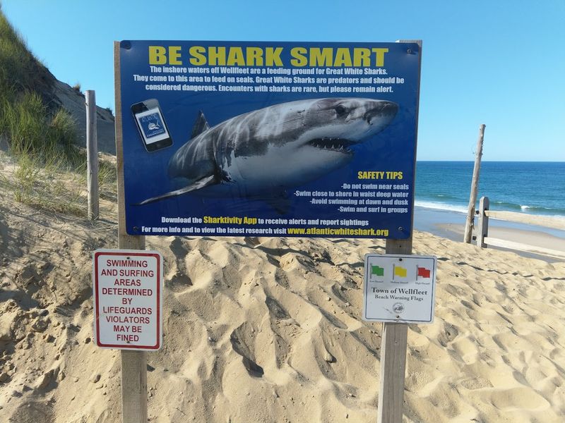 Great White Sharks and Warning Signs Great White Sharks and Warning Signs