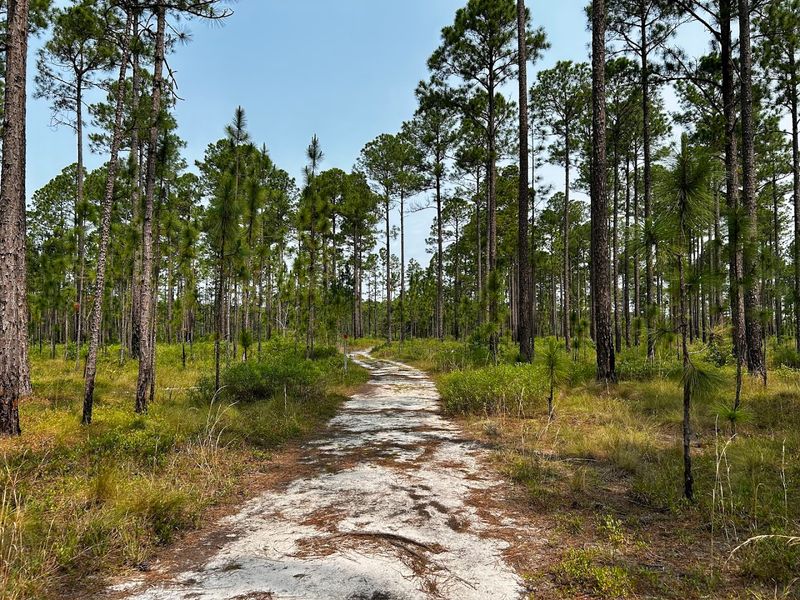 Green Swamp Preserve — Brunswick County, North Carolina