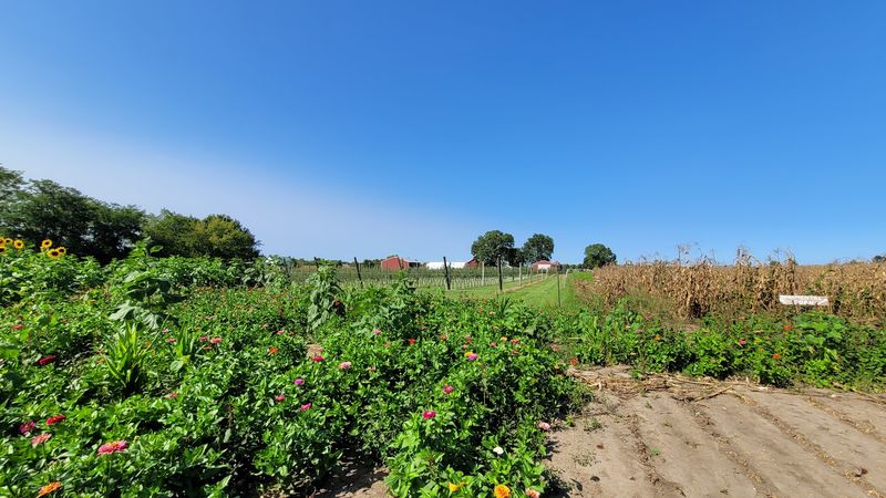 Greene Fields Berry Farm — Greenfield, Illinois
