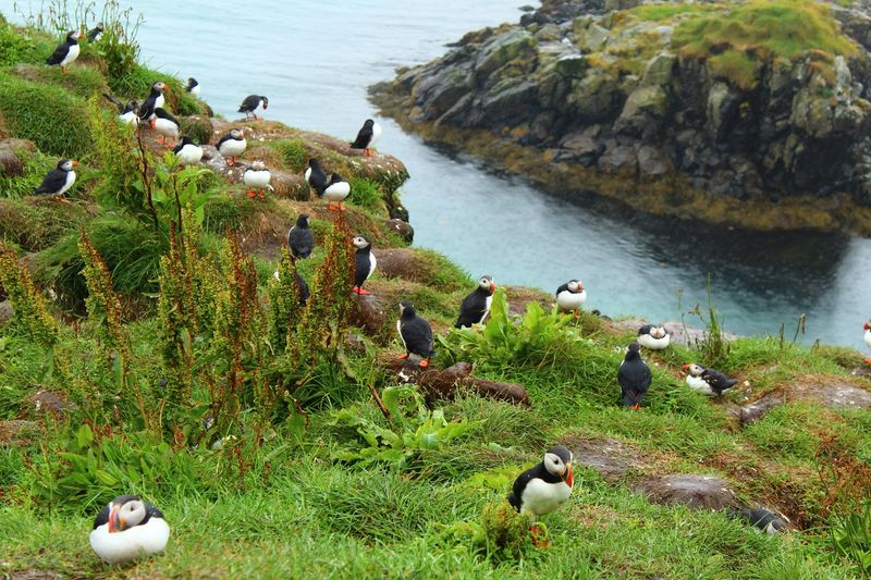 Hafnarhólmi Puffin Viewing Area, Borgarfjörður Eystri, East Iceland, Iceland