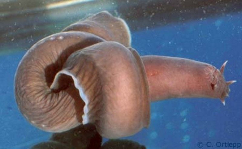 Hagfish Escape by Producing Slime Hagfish Escape by Producing Slime