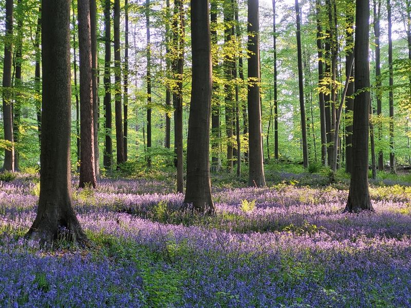 Hallerbos Forest, Belgium
