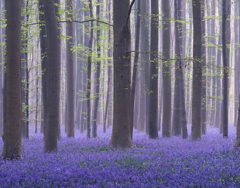 Hallerbos, Halle, Flemish Brabant, Belgium