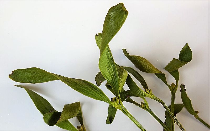 Hanging Mistletoe