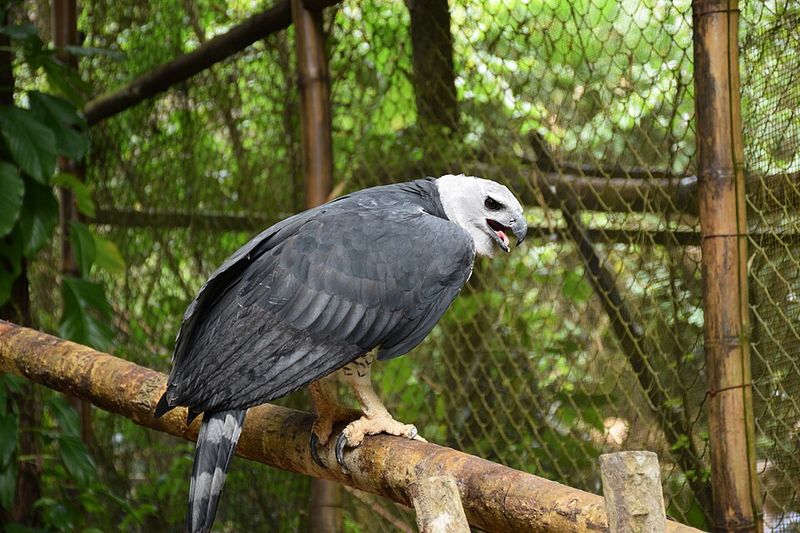 Harpy Eagle (Central and South America)