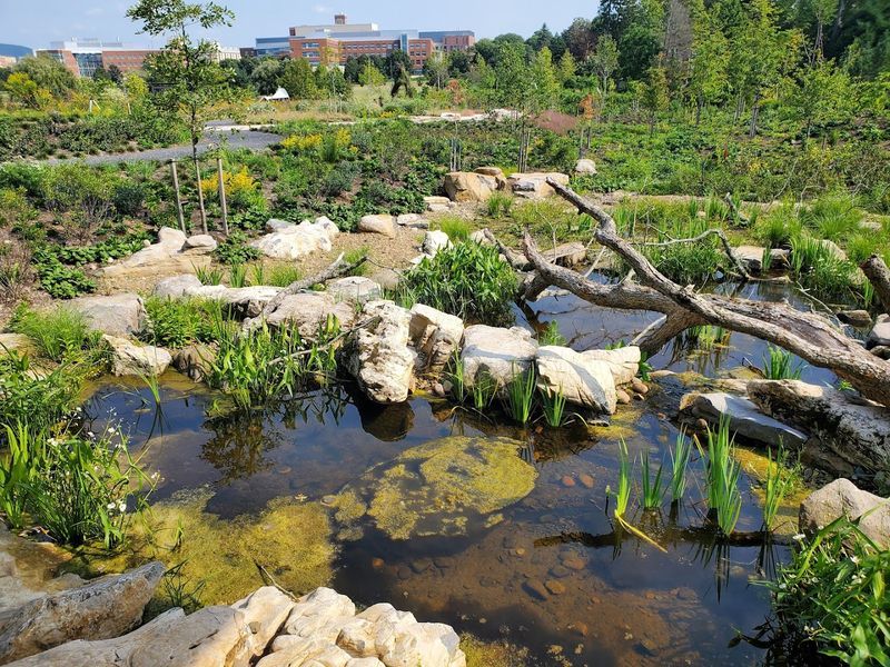 Hartley Wood, Wildflower Trails, and the Wilder Side of the Property