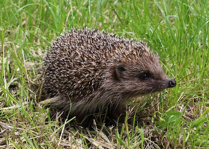 Hedgehog