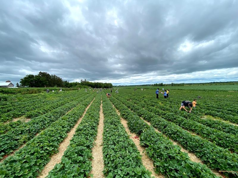 Heider's Berry Farm — Woodstock, Illinois