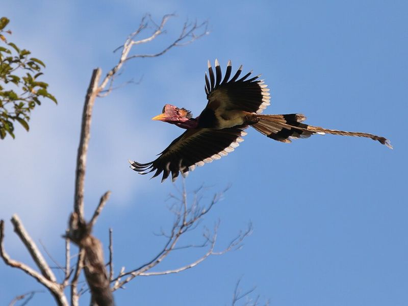 Helmeted Hornbill (Southeast Asia)