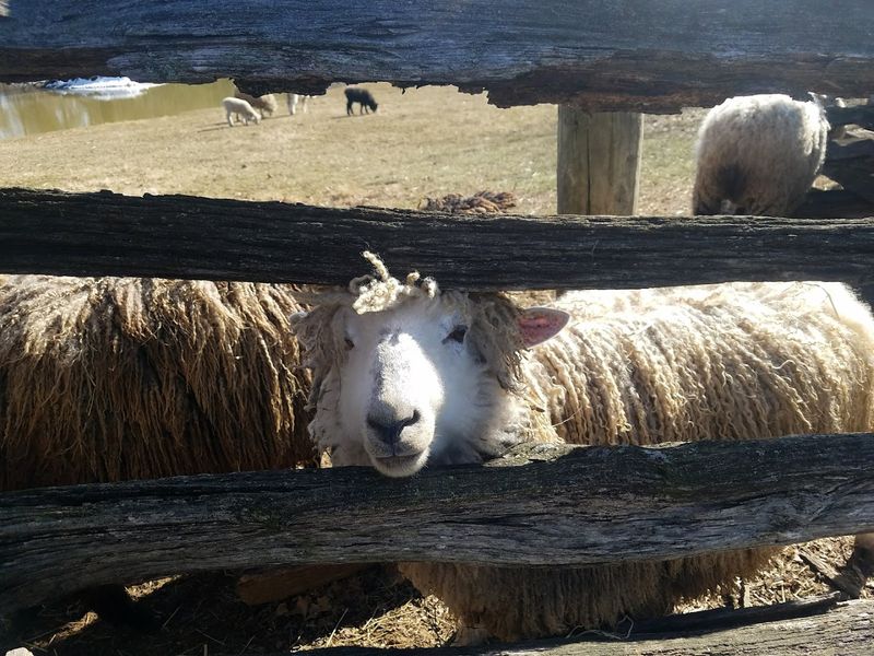 Heritage Breeds and the Working Farmstead