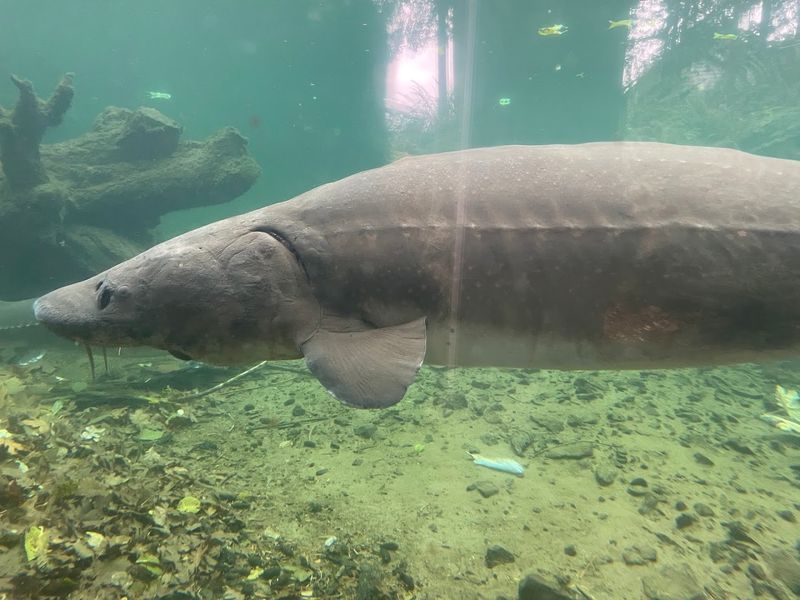 Herman the Sturgeon: Oregon's Most Famous Fish