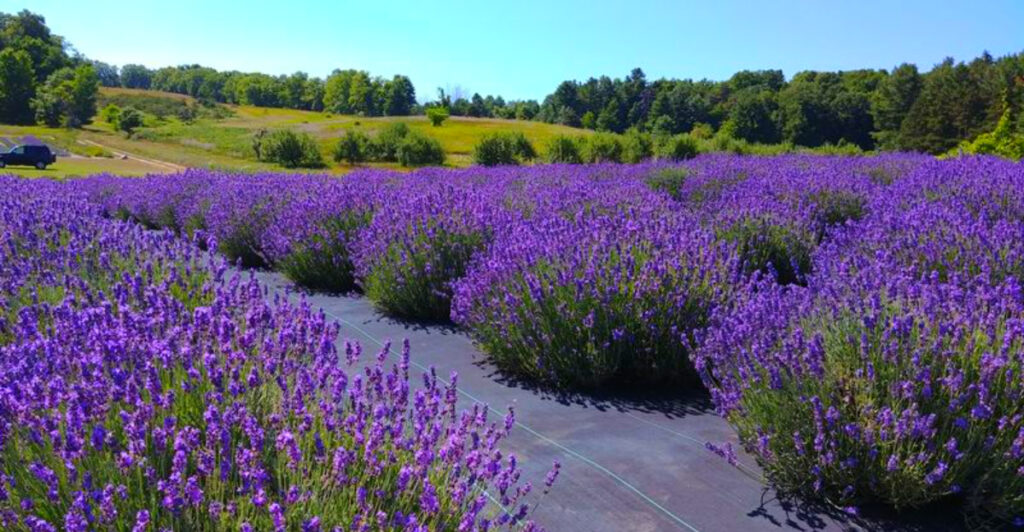 Hidden Beside a Michigan Winery, This Lavender Garden Feels Like a Provence Escape – With Ice Cream and U-Pick Blooms