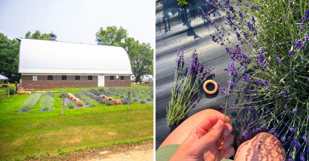 Hidden in Farmington Is a Lavender Farm That Looks Straight Out of a Postcard