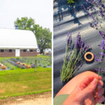 Hidden in Farmington Is a Lavender Farm That Looks Straight Out of a Postcard