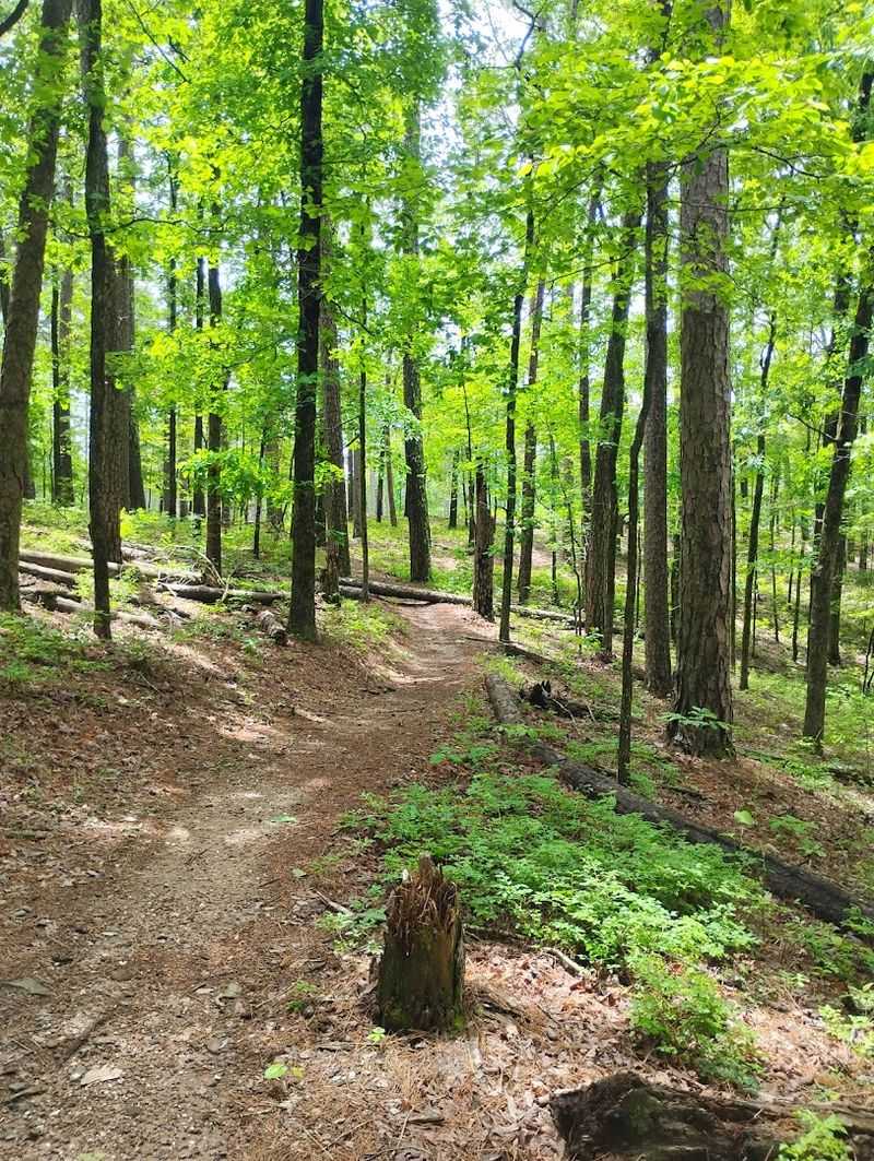 Hiking Trails That Show Off the Ouachita Mountains at Their Best