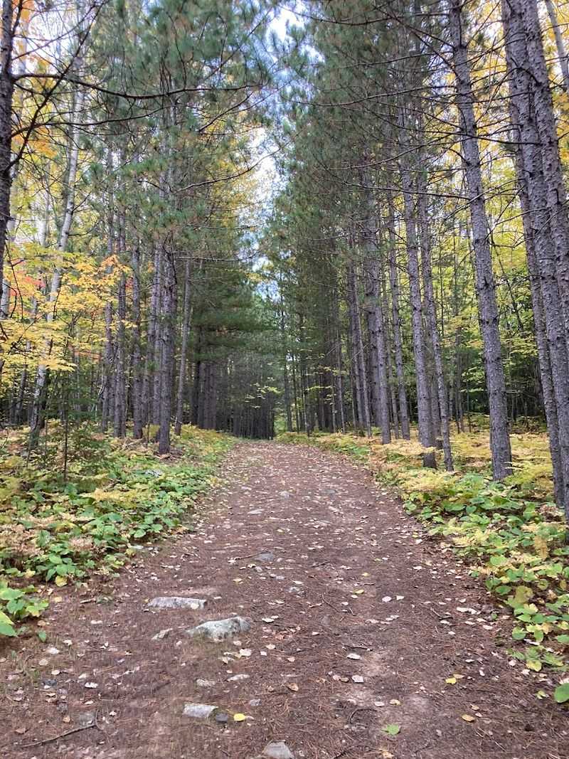 Hiking the Trails: Forest Paths and Quiet Discoveries