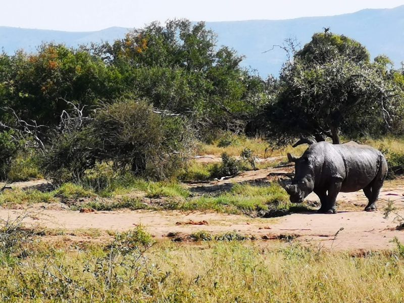 Hluhluwe iMfolozi Park, KwaZulu-Natal, South Africa