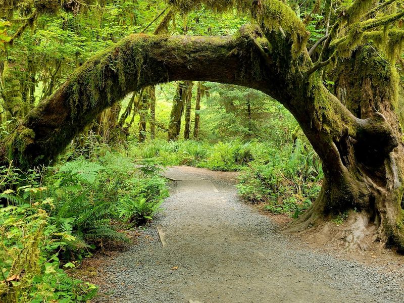 Hoh Rain Forest, Washington