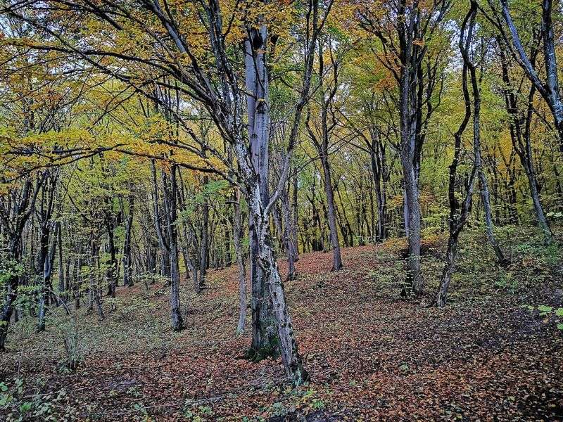 Hoia-Baciu Forest, Cluj-Napoca, Cluj County, Romania