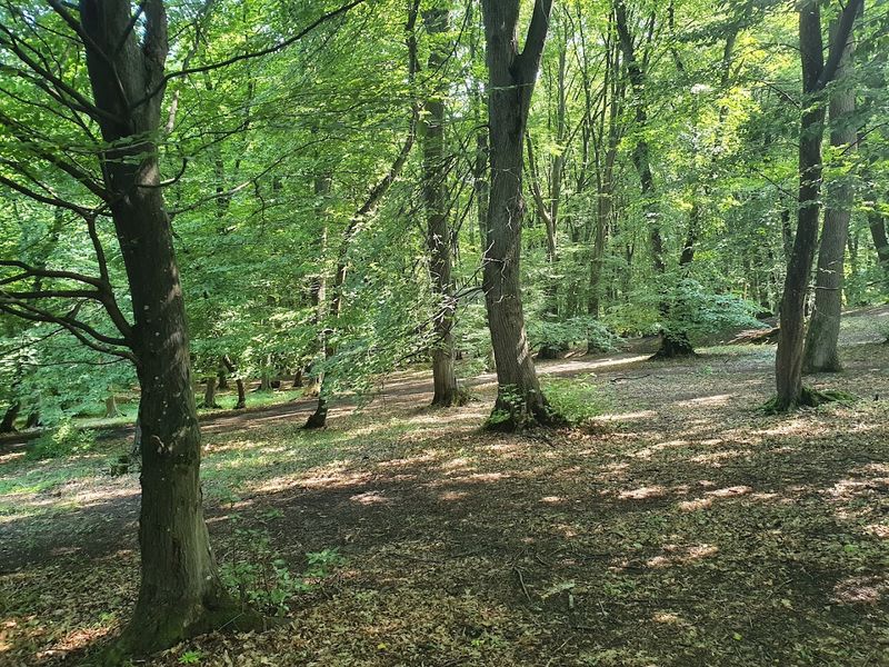 Hoia Forest, Cluj County, Romania Hoia Forest, Cluj County, Romania