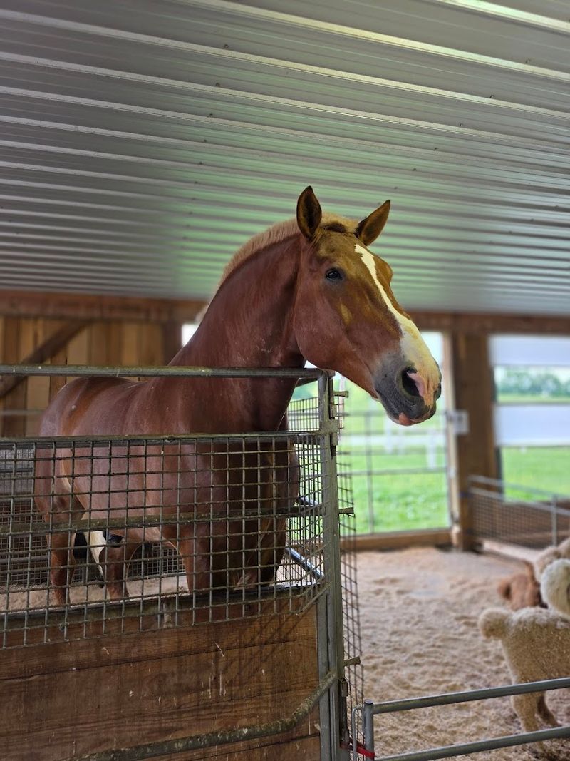 Horse and Buggy Rides Through Amish Country Horse and Buggy Rides Through Amish Country