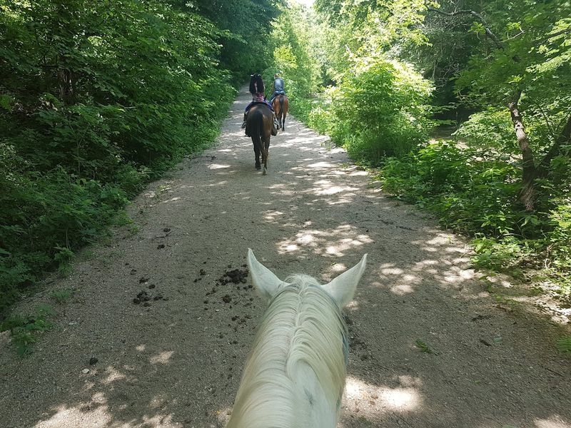 Horseback Riding Through the Forest With Guides Who Know the Land