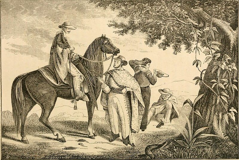 Horses Aren't as Easy as They Look Horses Aren't as Easy as They Look