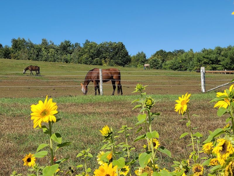 Horses on the Hill: The Animals That Anchor the Farm