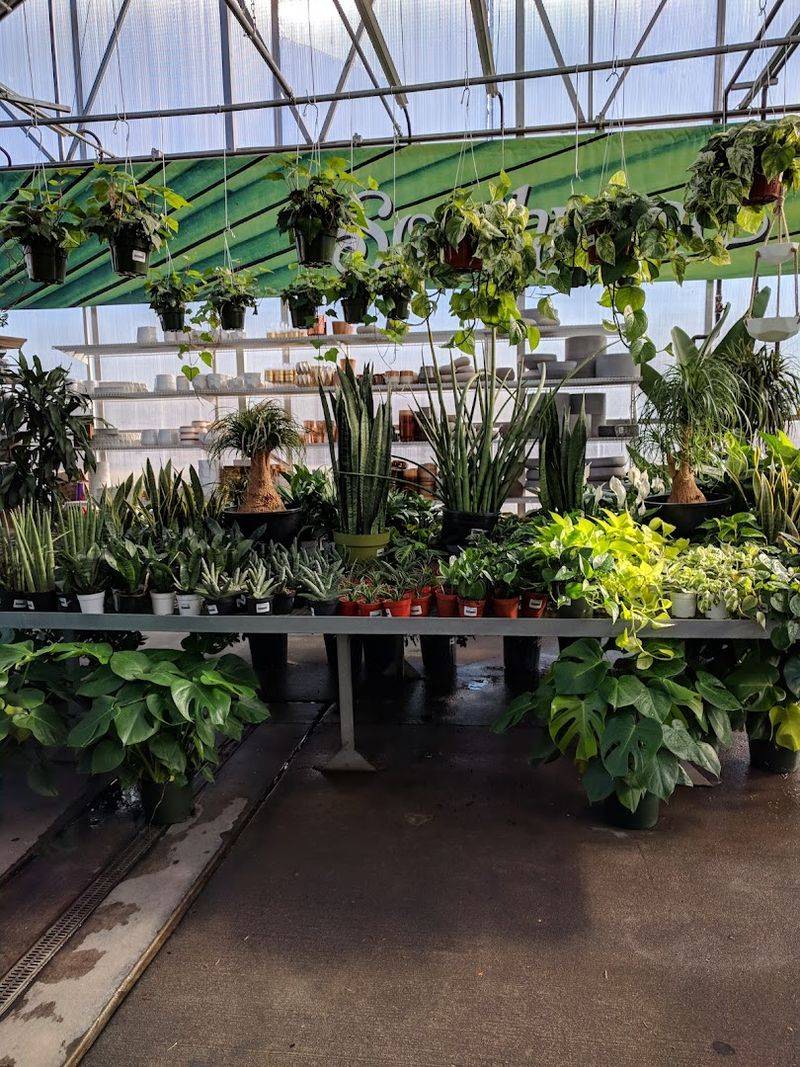 Houseplants for Every Skill Level