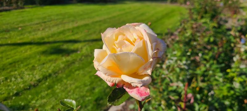 How This Garden Compares to Other Pennsylvania Rose Gardens