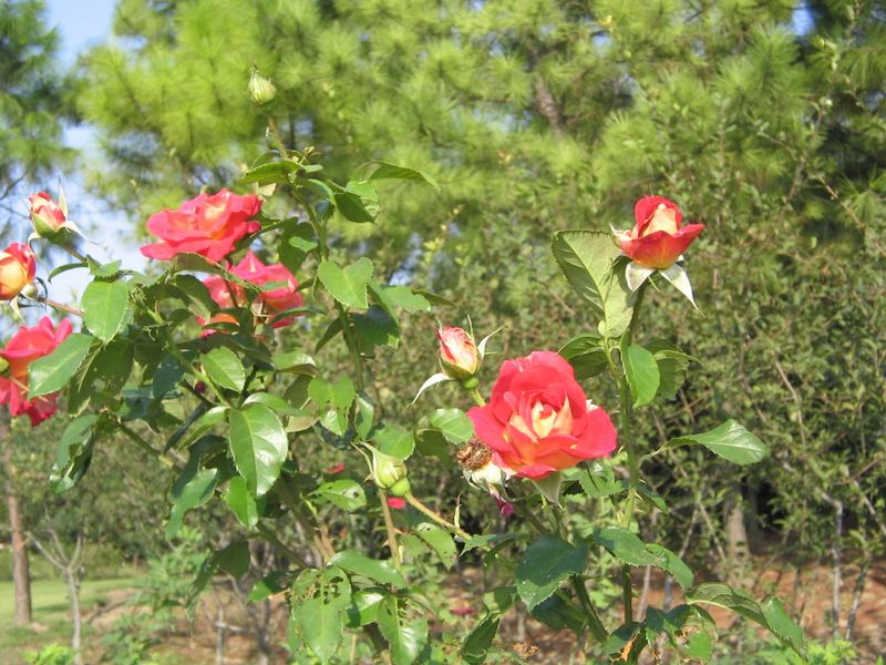 How the Garden Fell Into Disrepair and Why It Mattered How the Garden Fell Into Disrepair and Why It Mattered