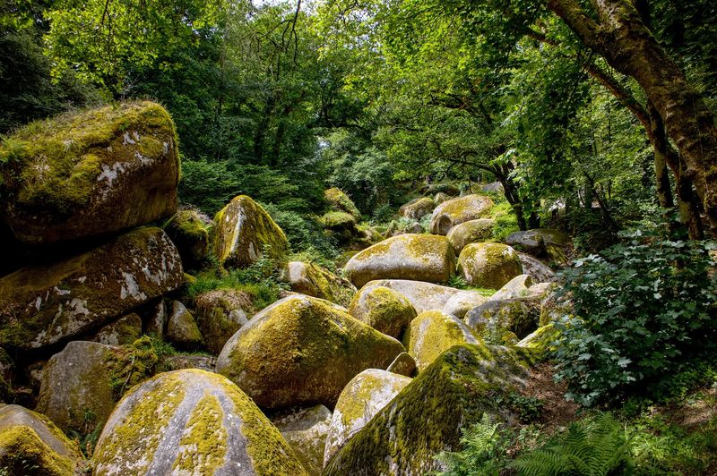 Huelgoat Forest, Huelgoat, Brittany, France