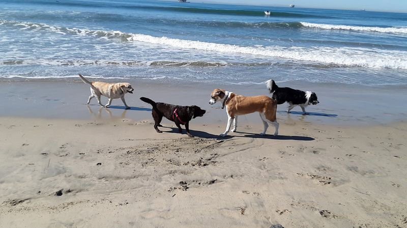 Huntington Dog Beach, California