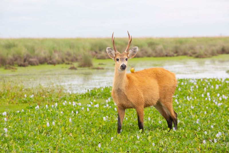 Ibera Wetlands, Argentina Ibera Wetlands, Argentina