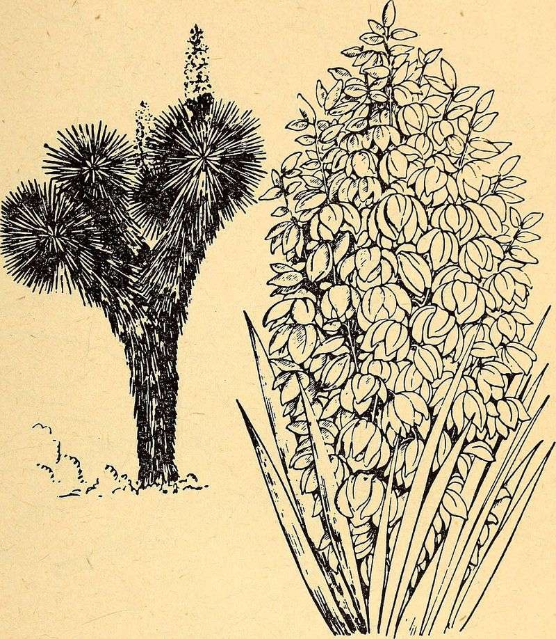 Identifying Edible Wild Plants Identifying Edible Wild Plants