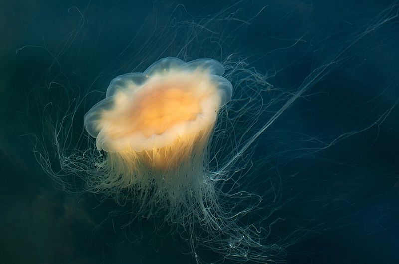 Immortal Jellyfish Can Reverse Aging Immortal Jellyfish Can Reverse Aging